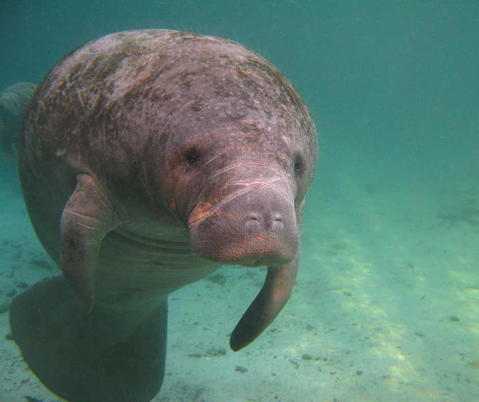 The Smartest Marine Mammals on the Planet - Featured Image